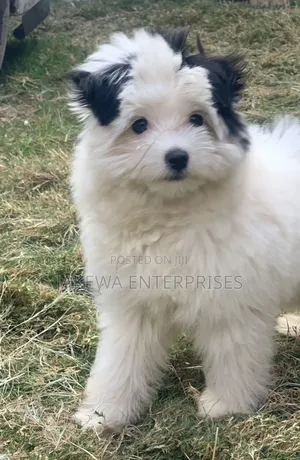 1-3 months Female Purebred Havanese
