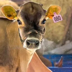 Customized Numbered Animal Ear Tag (Pink Color) Livestock,Goat, Pigs