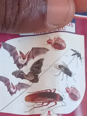 Pest Control Fumigation Mombasa Kenya