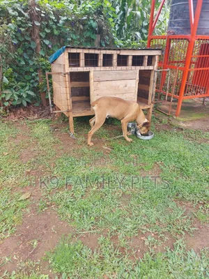 3-6 months Female Purebred Boerboel