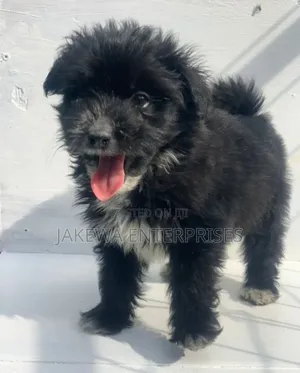 1-3 months Female Purebred Havanese