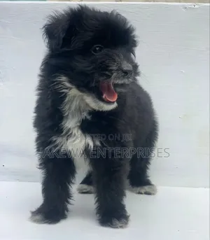 1-3 months Male Purebred Havanese