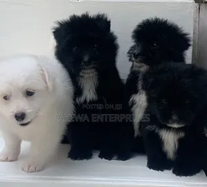 1-3 months Male Purebred Havanese