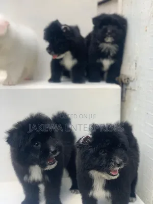 1-3 months Female Purebred Havanese