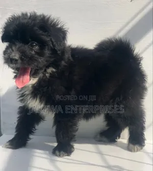 1-3 months Female Purebred Havanese