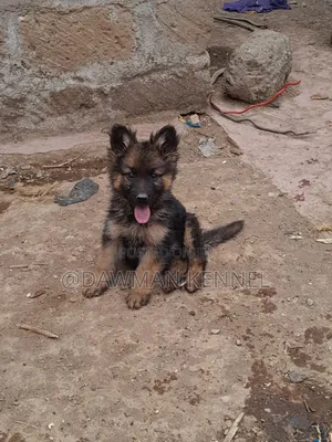 1-3 months Male Purebred German Shepherd