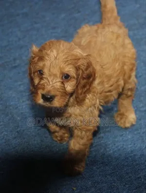 1-3 months Male Purebred Cockapoo