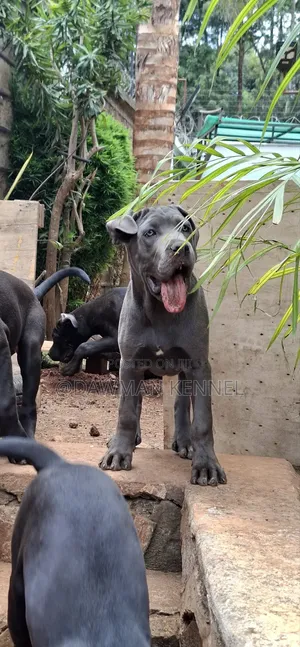 3-6 months Male Purebred Cane Corso