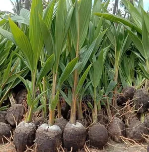Coconut Seedlings