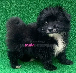 1-3 months Male Purebred Havanese