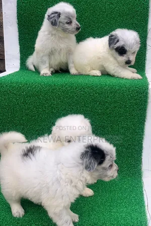 1-3 months Male Purebred Havanese