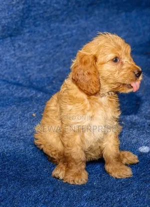 1-3 months Male Purebred Cockapoo