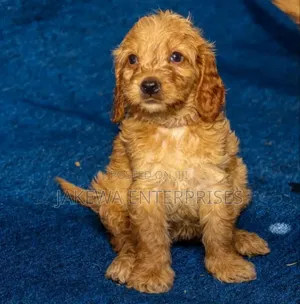 1-3 months Female Purebred Cockapoo