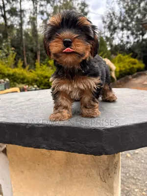 1-3 months Male Purebred Yorkshire Terrier