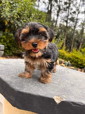 1-3 months Male Purebred Yorkshire Terrier