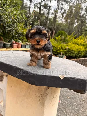 1-3 months Female Purebred Yorkshire Terrier