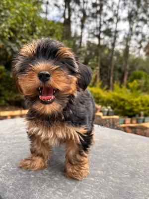 1-3 months Male Purebred Yorkshire Terrier