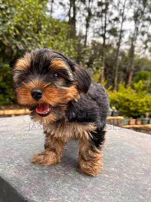 1-3 months Female Purebred Yorkshire Terrier