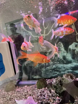 Stunning Large Goldfish for Sale – Healthy Active!
