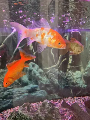 Big, Bright Beautiful Goldfish – Home Aquarium Upgrade!