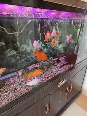 Bring Your Aquarium to Life With These Giant Goldfish!