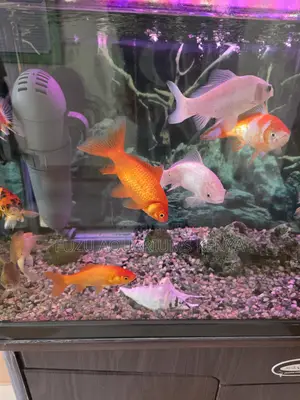 Premium Large Goldfish – Strong, Colorful Affordable