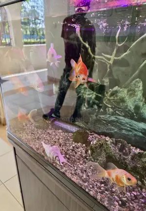 Healthy Large Goldfish – Ideal for Aquascapes Ponds