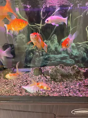 Eye-Catching Goldfish – Large, Healthy Well-Fed!