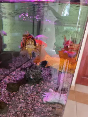 Stunning Aquarium Goldfish – Large, Healthy Beauties
