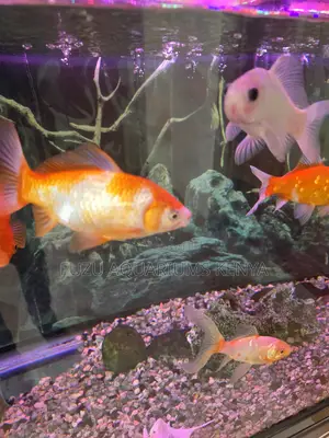 Bright Bold Goldfish – Hardy Fish Ready for New Home