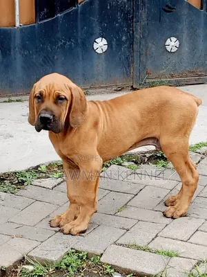 1-3 months Male Purebred Boerboel