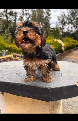1-3 months Male Purebred Yorkshire Terrier