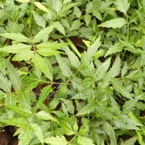 Neem Tree Scientific Name: Azadirachta Indica Tree Seedlings - 10pcs