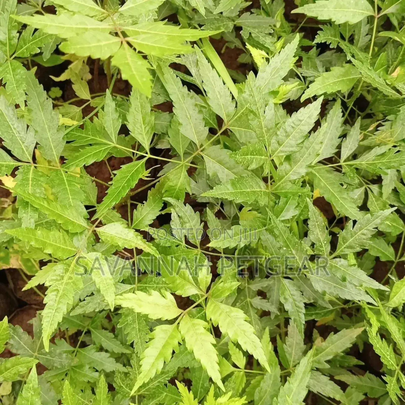 Neem Tree Scientific Name: Azadirachta Indica Tree Seedlings - 10pcs