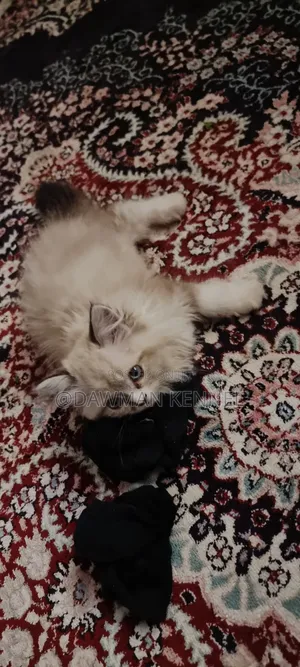1-3 months Male Purebred Ragdoll