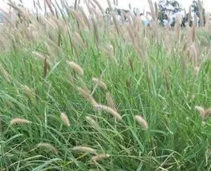 Cenchurus Ciliaris/African Foxtail Moq 20kgs