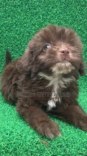 1-3 months Male Purebred Havanese