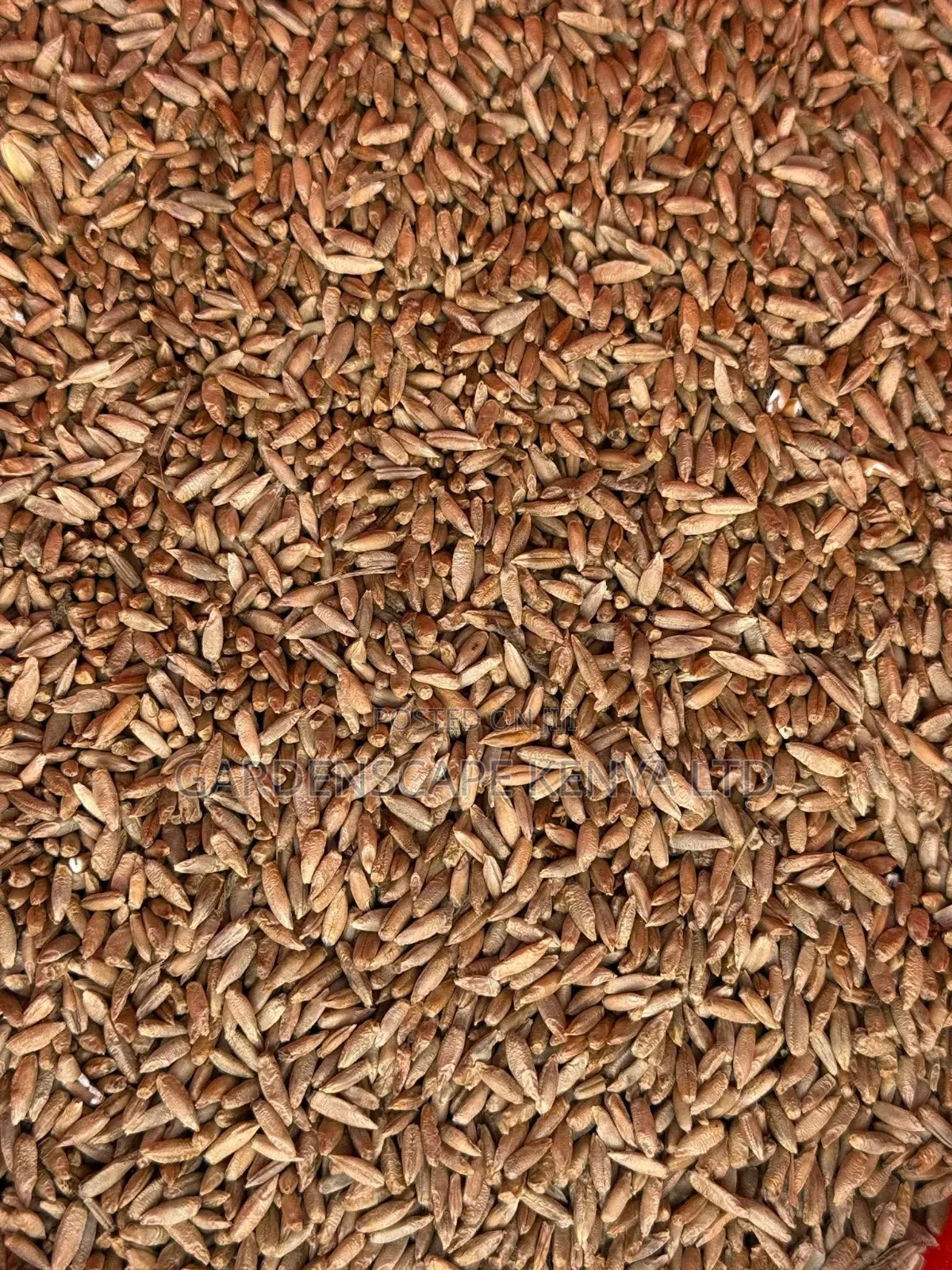 Bush Rye/Entropogon Macrostachyus