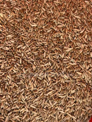 Bush Rye/Entropogon Macrostachyus