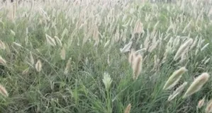 Horsetail Seeds/Chorus Rcbhurghiana