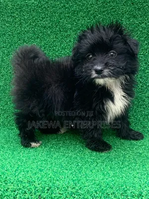 1-3 months Male Purebred Havanese