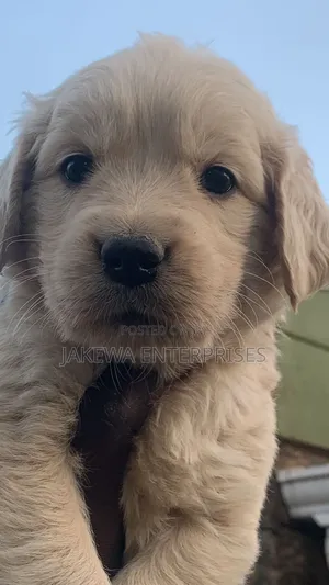 1-3 months Female Purebred Golden Retriever