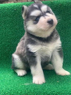 1-3 months Male Purebred Siberian Husky