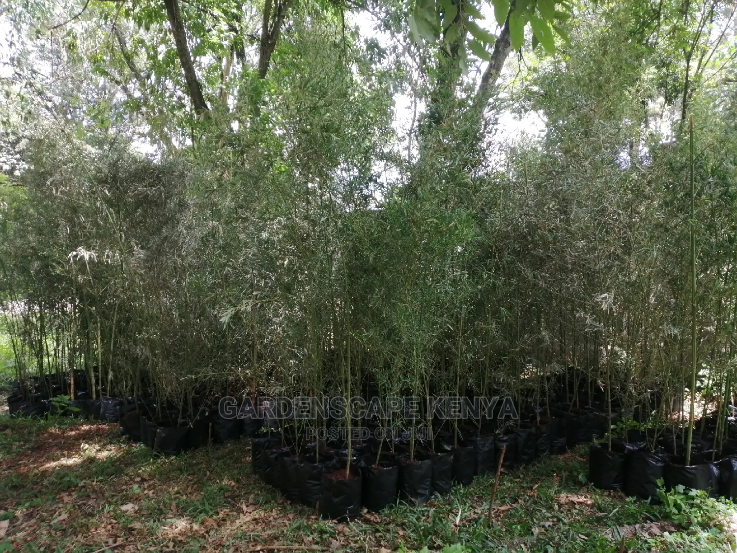Tall Bamboos Seedlings for Sale