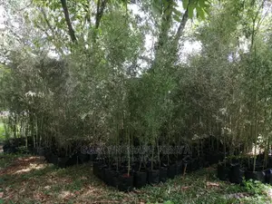 Tall Bamboos Seedlings for Sale