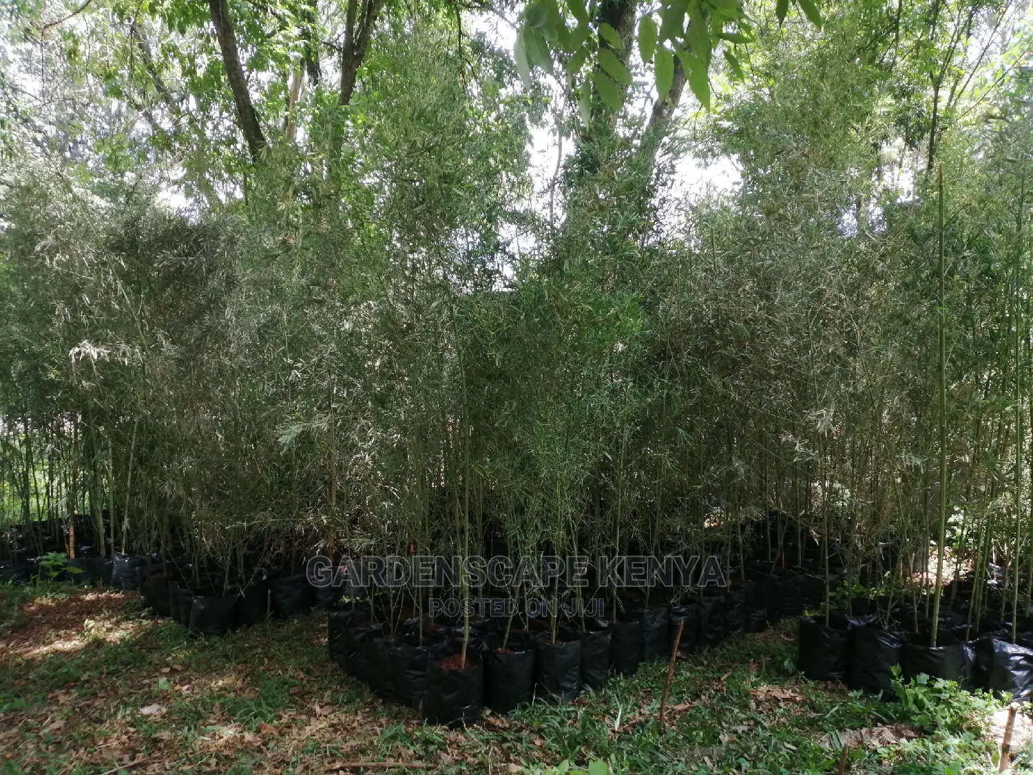 Tall Bamboos Seedlings for Sale