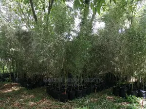 Tall Bamboos Seedlings for Sale