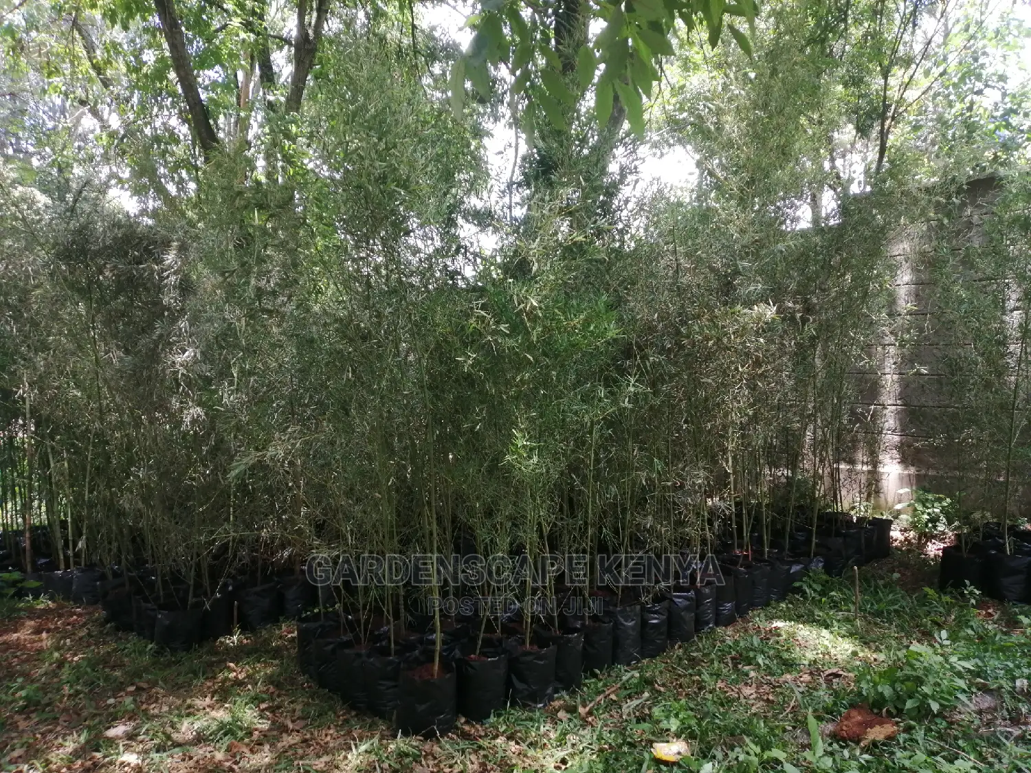 Tall Bamboos Seedlings for Sale