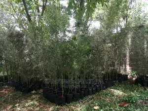 Tall Bamboos Seedlings for Sale