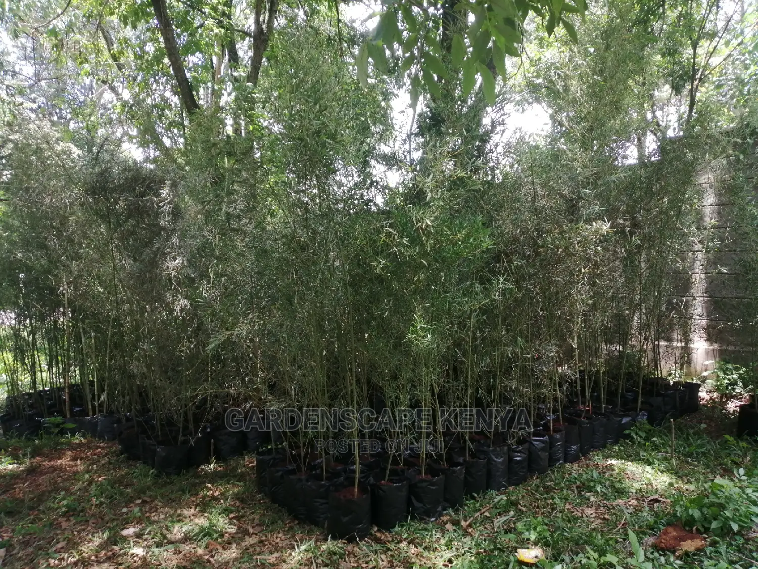 Tall Bamboos Seedlings for Sale